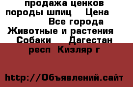 продажа ценков породы шпиц  › Цена ­ 35 000 - Все города Животные и растения » Собаки   . Дагестан респ.,Кизляр г.